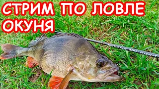 Стрим Fishing Today. ЛОВЛЯ ОКУНЯ. КАК ЛОВИТЬ ОКУНЯ. СПИННИНГ