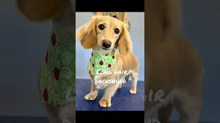 long hair dachshund 🐶|pet stylist|dog grooming|dog lovers|dog owners|dogs and puppies|DIY|grooming|
