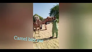 Camel beautiful video #animal#viralvideo#trending #camel #animals