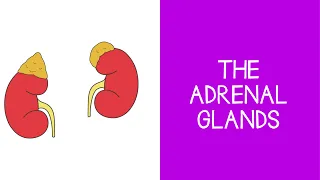 5.5 Endocrine: The Adrenal Glands