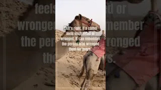 Camels: The Grudge Holders 🤔 #shorts #youtubeshorts #viral