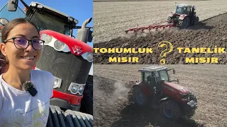 TANELİK MISIRA GÖRE TOHUMLUK MISIRIN AVANTAJLARI NELER? YENİ KAMERAM! TOHUMLUK MISIR YERİNİ SÜRDÜK!