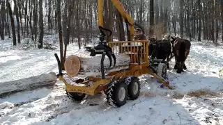 Draft horses logging.