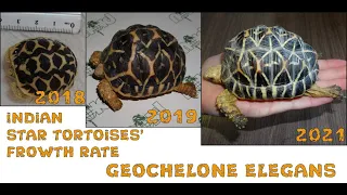 Indian Star Tortoises' Growth Rate at BION Tarrarium Center