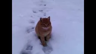 Кошка в снегу = Cat and snow=