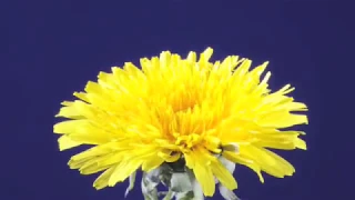 Dandelion flower & clock time-lapse