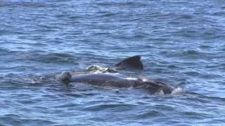 Rare sighting of male whale 'peeing'