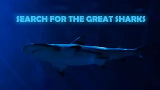 Search for the Great Sharks // Documentary [12+]