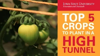 Top 5 Crops to Plant in a High Tunnel