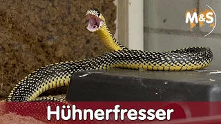 Hühnerfresser | Reptil TV