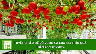 Bí quyết để có vườn cà chua trĩu quả trên sân thượng | VTC16