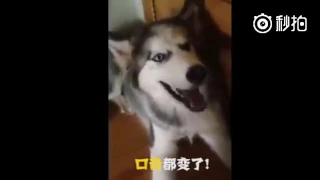 DOG SINGING. HUSKY. FUNNY DOG. СМЕШНАЯ ХАСКИ ПОЁТ. ПРИКОЛ. РЖАКА