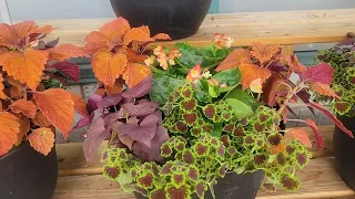 Whole Foods Market. Begonia, Geranium, Coleus, Tomato, Pepper, Herbs, Lavender.