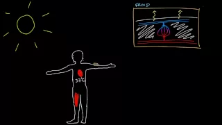 Thermoregulation par les vaisseaux sanguins