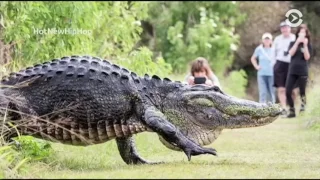 В поисках аллигаторов во Флориде