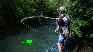 Fly Fishing The BEST TROUT STREAM In North Carolina! (Insane Jorney)