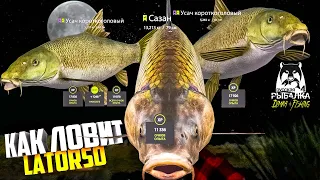 Русская рыбалка 4.🎣🦈 р. Ахтуба 🐋🐡🐡💦 КАК ЛОВИТ LATORSO 👀