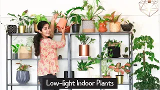 Best Low Light Indoor Plants for Any Home