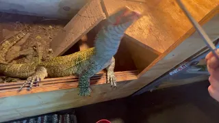 Nile monitor bites finger while feeding!