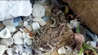 Man bitten by rattlesnake nearly dies