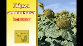 Соняшник Імпакт 🌻, опис гібриду 🌻 - насіння в Україні