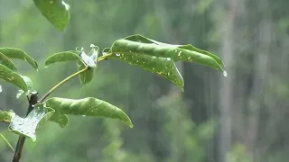 Chuva para uma Noite de Sono Repousante e Relaxante 🌧️ Sons Relaxantes da Natureza