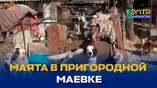 МАЯТА В ПРИГОРОДНОЙ МАЕВКЕ