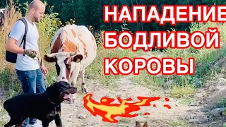 ТРЕШ!!! БОДЛИВАЯ КОРОВА АТАКУЕТ!!!