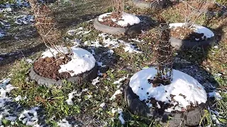 Подготовка голубики к зиме ( 4К )