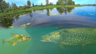 АТАКА ЩУКИ НА ПЛОТВУ! Подводная съемка. Рыбалка на спиннинг.