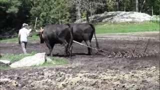 Hard-Working Oxen at Charmingfare Farm