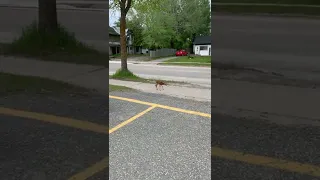 Baby fawn crying