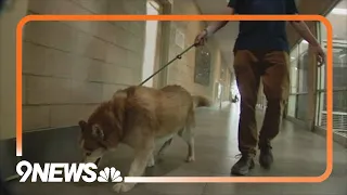 Nearly 80 dogs removed from sanctuary in Lyons