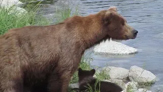 94 and spring cubs 7-19-2022