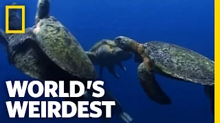 Sea Turtle Mating Melee | World's Weirdest