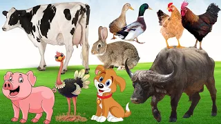 Cow, Dog, Buffalo, Chicken, Duck, Ostrich, Rabbit, Pig - Farm Animals Sounds, Cute Animals