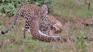 Python Constricts Leopard As It Fights Back!