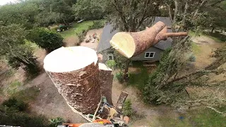 Big leaning bull pine removal