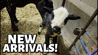 These lambs DON'T CARE about the due date... they are COMING NOW!! | Vlog 699