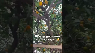 В Грузии мандарины 🍊 падают на голову!!! Батуми 2022. Тбилиси 2022.