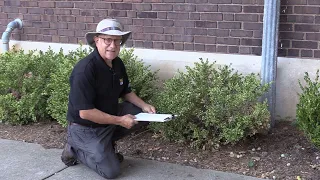 Managing Spider Mite Mayhem with the Purdue Plant Doctor