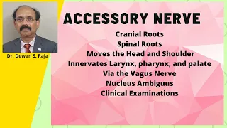 Accessory Nerve (CN XI)