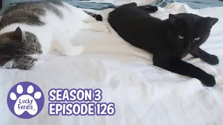 Stella and Boo Are Buddies, Automatic Feeders, Stella On The Armoire - S3 E126