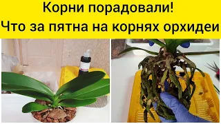 Корни орхидеи приятно удивили || Что за пятна на корнях орхидеи