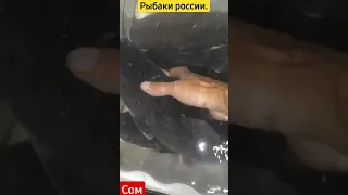 Сом гроза лягушек.