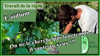 Une maladie fréquente dans la vigne : l'oïdium