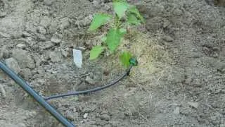 How To do Drip Irrigation with Emitters