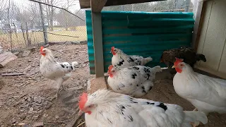 Chickens Finding Shelter During a Rain Storm