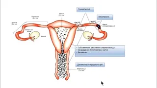 Лекция: "Эмбриология. Формирование плаценты."