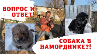 Одевать НАМОРДНИК или пусть собака так гуляет?